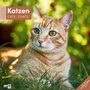 Bild: Katzen Kalender 2025 - 30x30 - Ackermann Kunstverlag