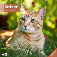 Bild vergrößern Bild: Katzen Kalender 2025 - 30x30 - Ackermann Kunstverlag