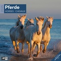 Cover: Pferde Kalender 2025 - 30x30 - Ackermann Kunstverlag