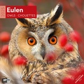 Cover: Eulen Kalender 2025 - 30x30 - Ackermann Kunstverlag