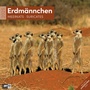 Bild: Erdmännchen Kalender 2025 - 30x30 - Ackermann Kunstverlag
