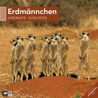 Bild vergrößern Bild: Erdmännchen Kalender 2025 - 30x30 - Ackermann Kunstverlag
