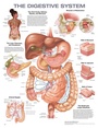 Cover: The Digestive System Anatomical Chart - WOLTERS KLUWER HEALTH