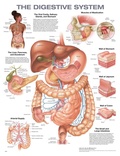 Cover: The Digestive System Anatomical Chart - WOLTERS KLUWER HEALTH