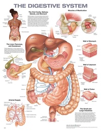 Enlarge image Cover: The Digestive System Anatomical Chart - WOLTERS KLUWER HEALTH