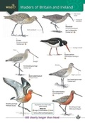 Cover: Wader of Britain and Ireland 2023 - Field Studies Council