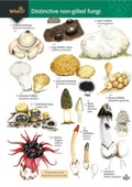 Cover: Distinctive non-gilled fungi 2023 - Field Studies Council