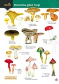 Cover: Distinctive gilled fungi 2023 - Field Studies Council