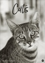 Bild: Cats Edition Kalender 2025 - Heye