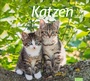 Bild: Katzen Bildkalender 2025 - Heye