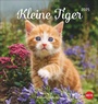 Bild: Katzen Postkartenkalender Kleine Tiger 2025 - Heye