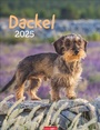 Cover: Dackel Kalender 2025 - Weingarten