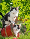 Cover: Katzen auf dem Lande Kalender 2025 - Weingarten