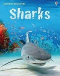 Cover: Discovery Sharks - Usborne Publishing Ltd