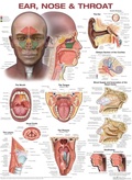 Cover: Ear, Nose, and Throat Anatomical Chart - WOLTERS KLUWER HEALTH