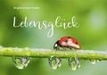 Cover: Lebensgl&uuml;ck - Agentur d. Rauhen Hauses