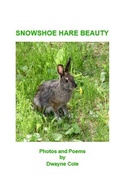 Cover: Snowshoe Hare Beauty - Parson's Porch
