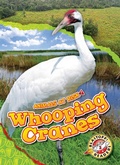 Cover: Whooping Cranes - Blastoff! Readers