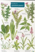 Cover: Guide to Grassland Plants 1 - Field Studies Council