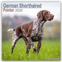 Bild: German Shorthaired Pointer - Deutsch Kurzhaar 2025 - 16-Monatskalender - Avonside Publishing Ltd
