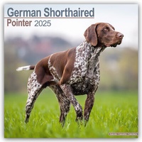 Bild vergrößern Bild: German Shorthaired Pointer - Deutsch Kurzhaar 2025 - 16-Monatskalender - Avonside Publishing Ltd