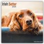 Bild: Irish Setter - Irish Setter 2025 - 16-Monatskalender - Avonside Publishing Ltd