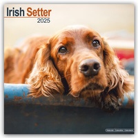 Bild vergrößern Bild: Irish Setter - Irish Setter 2025 - 16-Monatskalender - Avonside Publishing Ltd