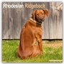 Cover: Rhodesian Ridgeback - Afrikanischer L&ouml;wenhund 2025 - 16-Monatskalender - Avonside Publishing Ltd