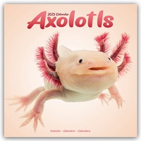Abbildung von: Axolotls - Mexikanischer Schwanzlurch 2025 - 16-Monatskalender - Avonside Publishing Ltd