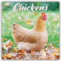 Abbildung von: Chickens - Hühner 2025 - 16-Monatskalender - Avonside Publishing Ltd