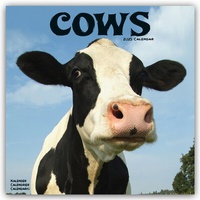 Abbildung von: Cows - Kühe 2025 - 16-Monatskalender - Avonside Publishing Ltd