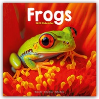 Abbildung von: Frogs - Frösche 2025 - 16-Monatskalender - Avonside Publishing Ltd