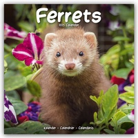 Abbildung von: Ferrets - Frettchen 2025 - 16-Monatskalender - Avonside Publishing Ltd
