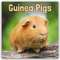 Abbildung von: Guinea Pigs - Meerschweinchen 2025 - 16-Monatskalender - Avonside Publishing Ltd