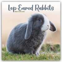 Abbildung von: Lop-eared Rabbits - Widderkaninchen 2025 - 16-Monatskalender - Avonside Publishing Ltd
