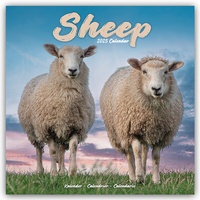 Abbildung von: Sheep - Schafe 2025 - 16-Monatskalender - Avonside Publishing Ltd