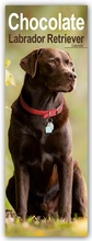 Cover: Chocolate Labrador Retriever - Schokoladenfarbener Labrador Retriever 2025 - Avonside Publishing Ltd