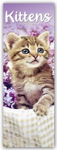 Cover: Kittens - K&auml;tzchen - Katzenbabys 2025 - Avonside Publishing Ltd
