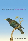 Cover: The Starling - Square Peg