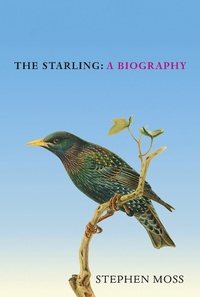 Enlarge image Cover: The Starling - Square Peg
