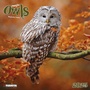 Cover: Magic Owls 2025 - Tushita PaperArt GmbH