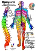 Cover: Dermatome - Spinalnervenwurzeln Hautversorgungsgebiete - Aeckersberg, Ingrid