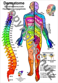 Abbildung von: Dermatome - Spinalnervenwurzeln Hautversorgungsgebiete - Aeckersberg, Ingrid