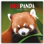 Cover: Red Panda - Rote Pandas - Rote Pandabären 2025 - Wand-Kalender - Brown Trout-Auslieferer Flechsig