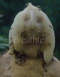 Cover: Breath(e): Toward Climate and Social Justice - DelMonico Books/D.A.P.
