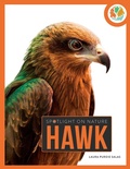 Cover: Hawk - Creative Paperbacks