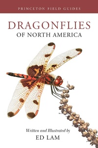 Abbildung von: Dragonflies of North America - Princeton University Press