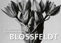 Cover: Postkarten-Set Blossfeldt - Anaconda Verlag