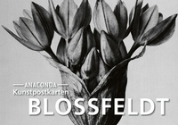 Abbildung von: Postkarten-Set Blossfeldt - Anaconda Verlag