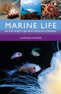 Cover: Marine Life of the North Sea and English Channel - Bloomsbury Wildlife